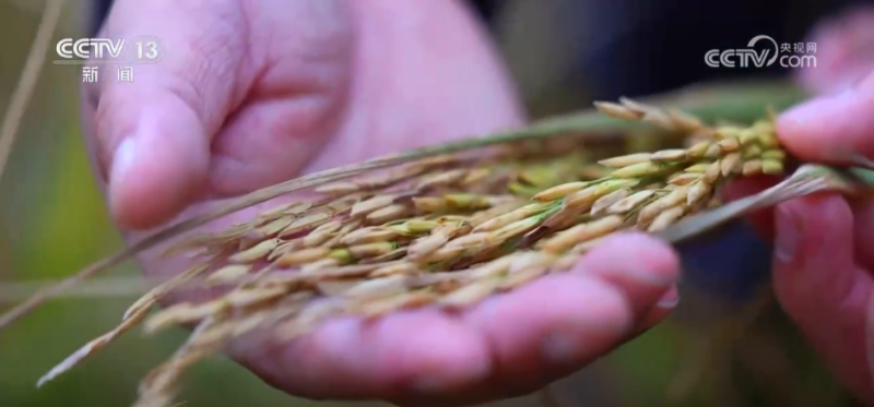 机器人上阵、强化服务……各地多措并举护航秋粮收购“加速跑”