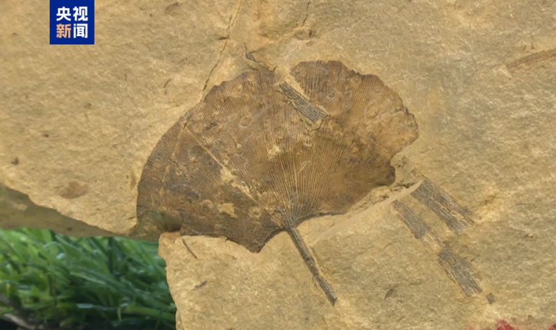 距今约2.8亿年!山西阳泉矿区发现远古银杏化石