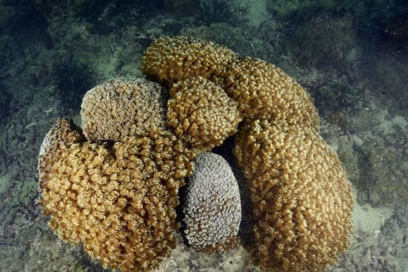 【】1-5 柱形角孔珊瑚。受访者供图.JPG 警报拉响!地球触发首个“气候临界点”