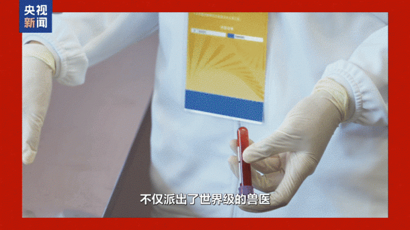 志愿者Vlog丨“马”上有戏!香港“小海豚”解锁湾区融合新姿势