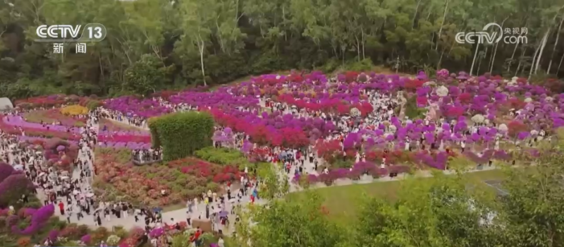 “公园+全运”打造赏花新体验 沉浸式感受“生态+体育”双重魅力