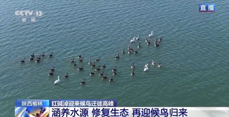 红碱淖迎来候鸟迁徙高峰 保护区多举措温情护航