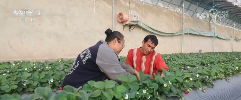 果蔬争“鲜”上市供销两旺 百姓冬季“菜篮子”“果盘子”消费需求有保障