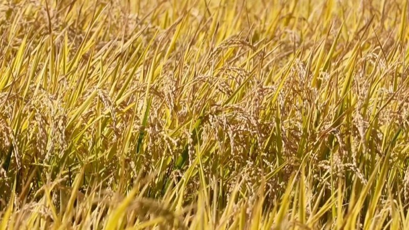 新华视点|沃野金秋收获忙 共绘丰年好图景