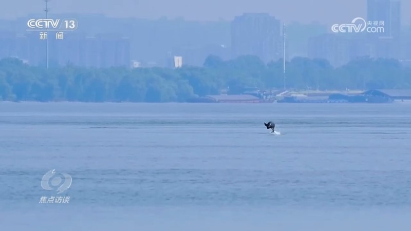 焦点访谈 | 推进长江生态保护工作 留住江豚的“微笑”