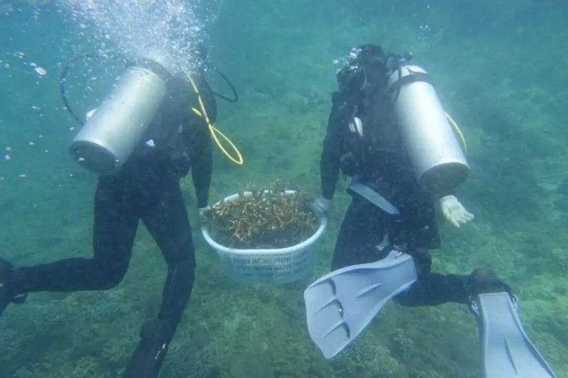 【】2-4 中国科学院南海海洋研究所科研人员在搬运珊瑚幼苗。受访者供图.jpg 警报拉响!地球触发首个“气候临界点”