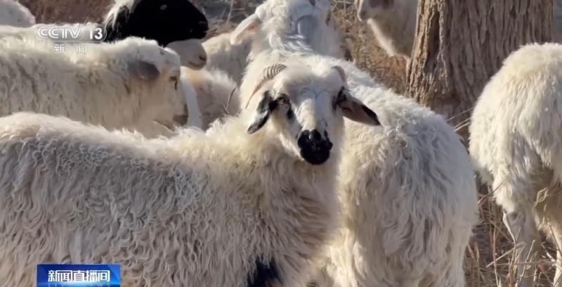 从“死亡之海”到“水产绿洲” 解锁新疆“点沙成金”的密码→