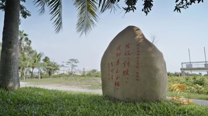 稻浪千里 禾下苍穹丨纪录片《一粒种子改变世界》即将播出