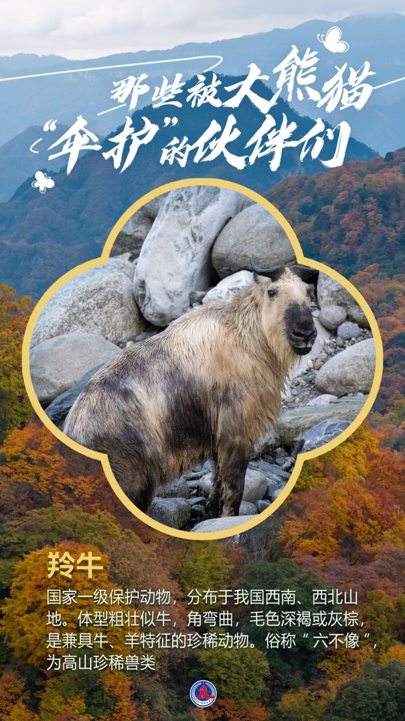 海报丨那些被大熊猫“伞护”的伙伴们