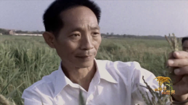 稻浪千里 禾下苍穹丨纪录片《一粒种子改变世界》即将播出