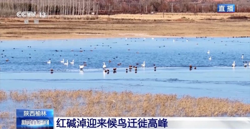 红碱淖迎来候鸟迁徙高峰 保护区多举措温情护航