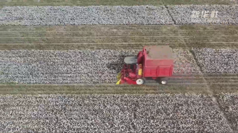 新疆：机械化为棉田生产赋能