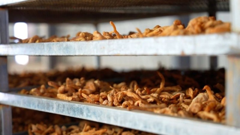 新华视点丨乡村振兴路 绿色富民图