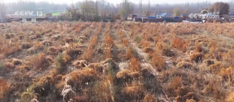 从“沙进人退”到“沙里淘金” 沙漠中种出绿色富民“聚宝盆”