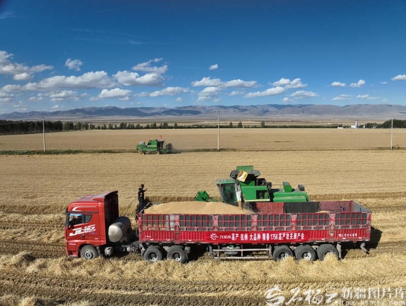 奋进的新疆・我们的“十四五”丨从“自己吃饱”到供给国家