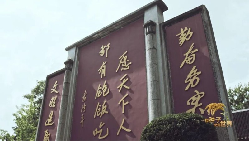 稻浪千里 禾下苍穹丨纪录片《一粒种子改变世界》即将播出