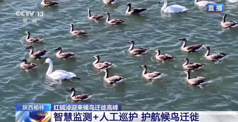 红碱淖迎来候鸟迁徙高峰 保护区多举措温情护航