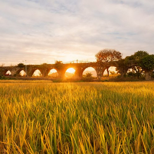 镜头丨小雪藏丰