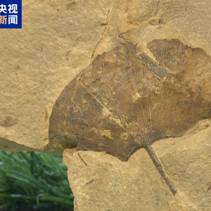 距今约2.8亿年！山西阳泉矿区发现远古银杏化石