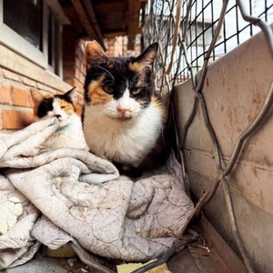 它们被放血，卖出高价