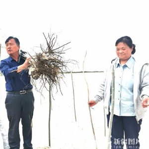 塔克拉玛干沙漠锁边合龙一周年丨延伸的绿意：新疆治沙人的面孔与故事