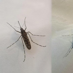 全球“无蚊净土”沦陷，跟气候变化有多大关系？