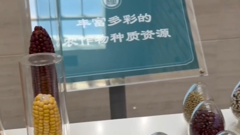 视频丨间谍在我国非法搜集亲本种子，后果究竟有多严重？