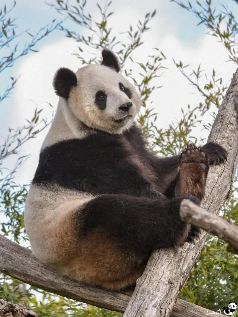 欢迎回家！旅比大熊猫“好好”今日平安抵达成都