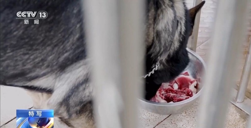 驯导员谈昆明犬:警犬不会演戏 每一次训练都是实战