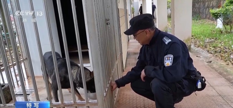 驯导员谈昆明犬:警犬不会演戏 每一次训练都是实战