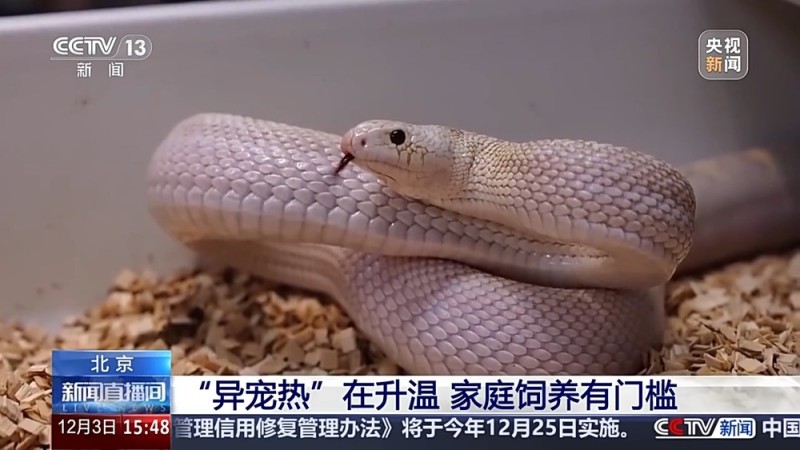 视频丨“异宠”虽潮，饲养有道！警惕生物安全风险，勿碰法律红线