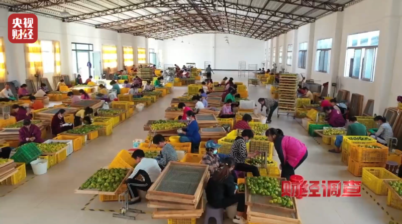 产地造假、年份速成、无视监管！总台《财经调查》曝光新会陈皮市场乱象