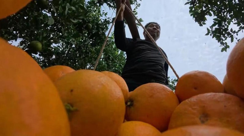 新华视点丨冬日暖阳里 听一首乡村振兴交响曲