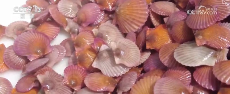 科技赋能海洋经济向“新”而行 “海上牧场”产出“大经济”助农增产增收