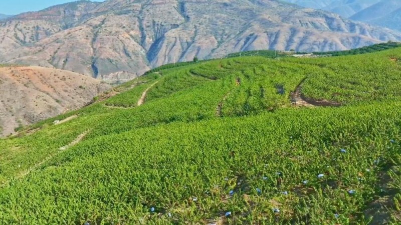 新华视点丨特色产业激活乡村振兴动能