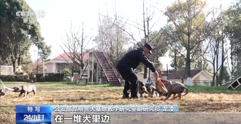 驯导员谈昆明犬:警犬不会演戏 每一次训练都是实战