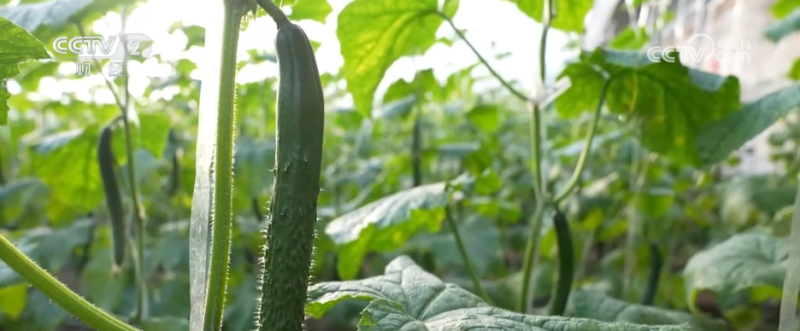 11月份“菜篮子”产品价格呈现季节性上涨 多因素推高生产成本