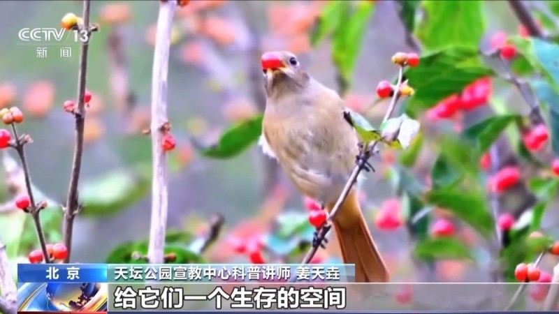 视频丨珍稀鸟类频繁现身公园 如何做到观鸟又不伤鸟?