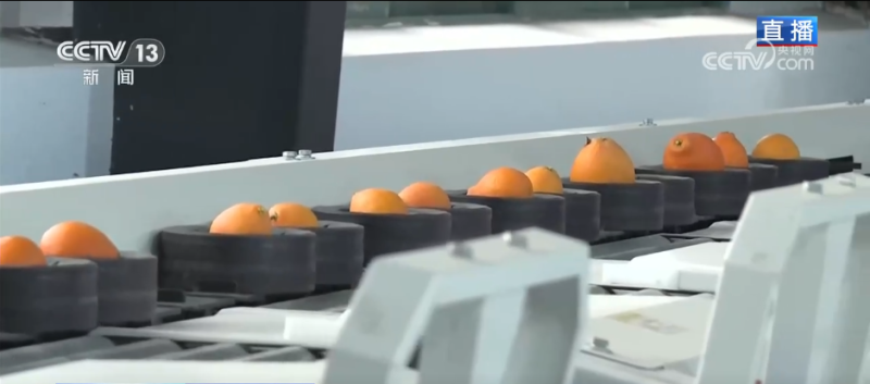 让“闲田”变“忙田” 农村创业新力量让冬日乡村“火”起来