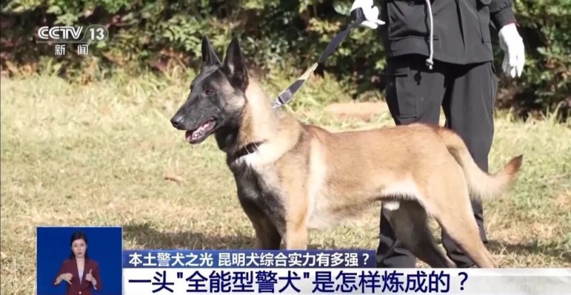 公安部严选!昆明犬为何是警犬界“国货之光”?