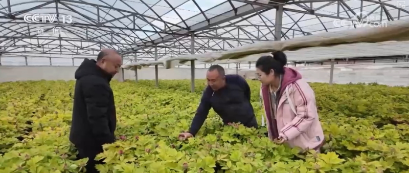 科技加持“美丽经济” 各地年宵花卉集中上市销售火热