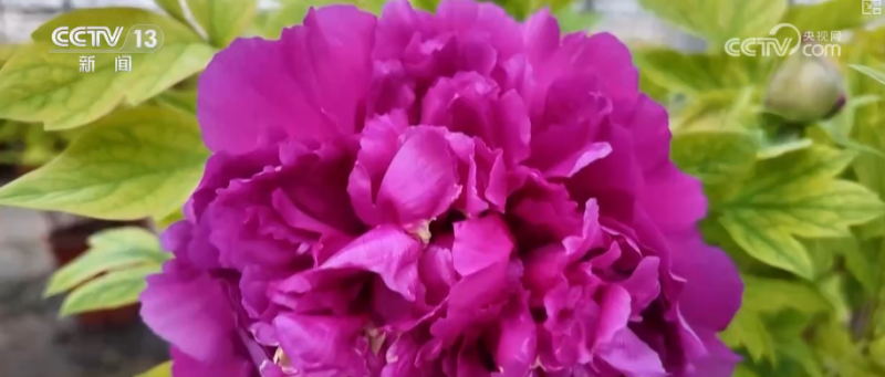 科技加持“美丽经济” 各地年宵花卉集中上市销售火热