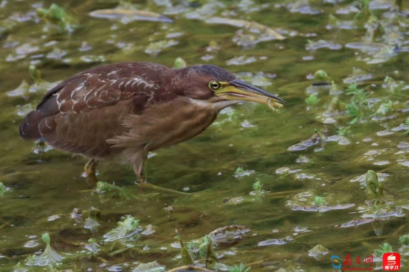 深e度|观鸟,看见大湾区生态的脉动