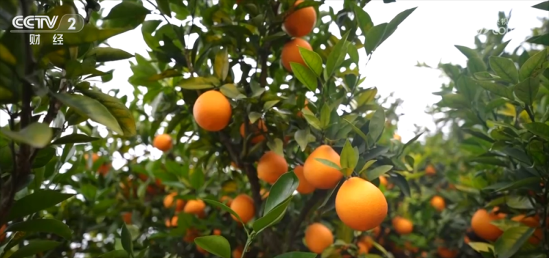 冬“鲜”上市丰富百姓“果盘子”“肉案子” 立体物流网络保障“鲜度直达”