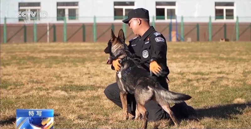 驯导员谈昆明犬:警犬不会演戏 每一次训练都是实战