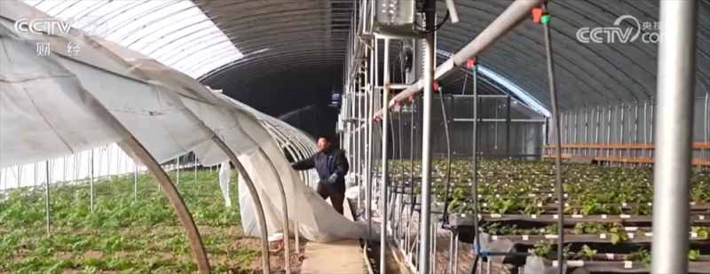 寒潮来袭,“速冻”模式如何应对?各地积极保障供暖和“菜篮子”货足价稳