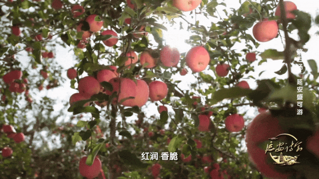 圣地延安，诗意万千！――《延安诗会》与您温暖相约