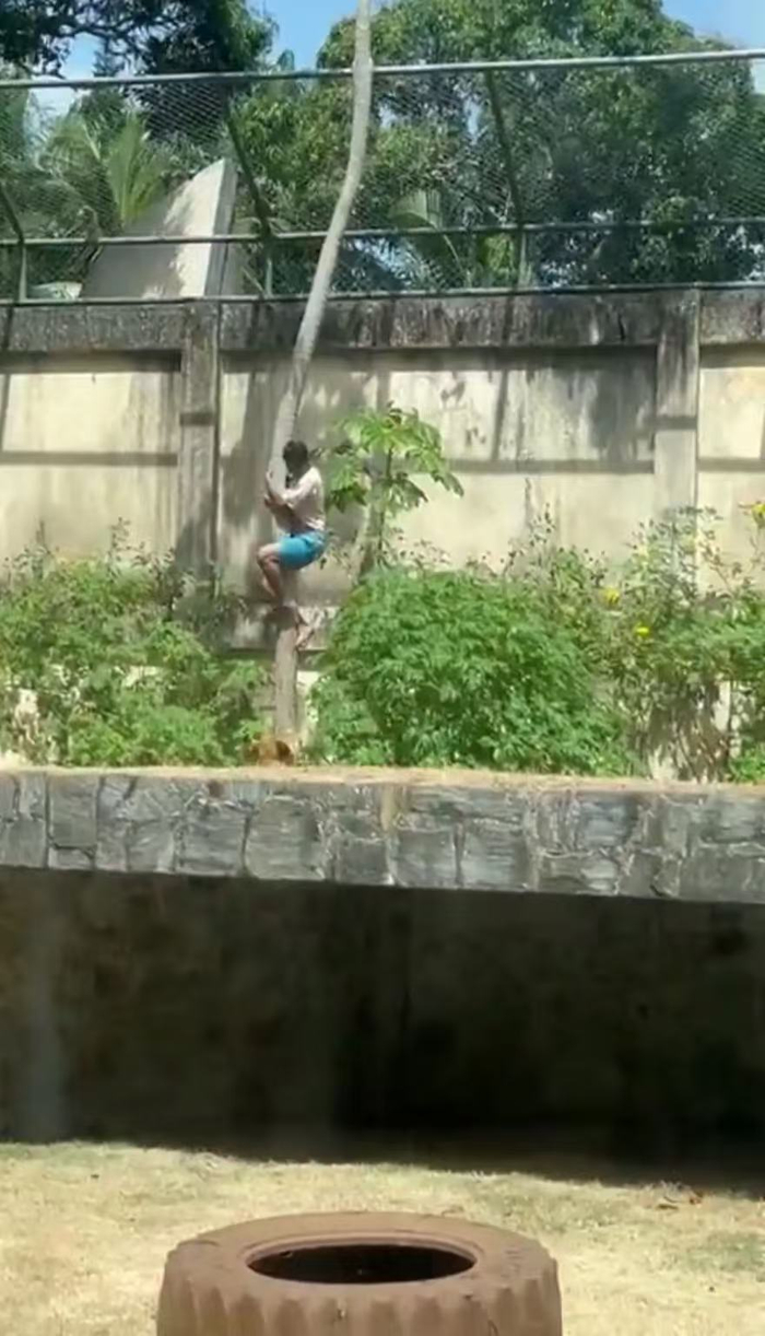 外媒：巴西一19岁男子爬进动物园狮笼遭母狮攻击致死，视频曝光