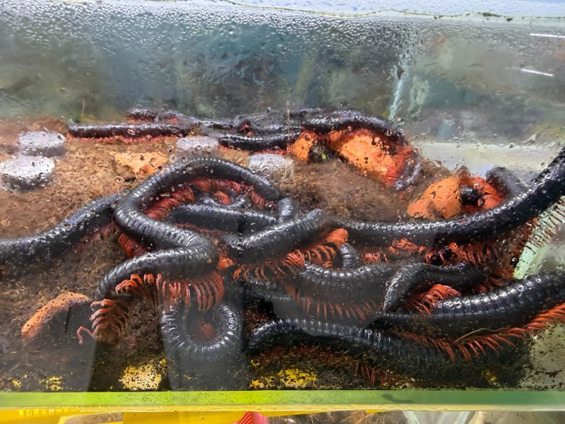 “异宠”买卖饲养链条调查:“异宠热”背后暗藏哪些隐患?