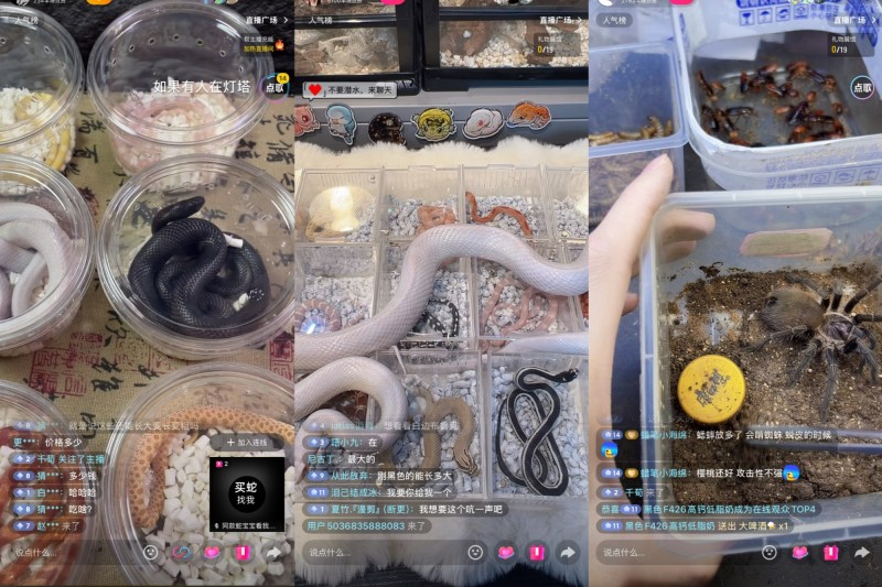 “异宠”买卖饲养链条调查:“异宠热”背后暗藏哪些隐患?